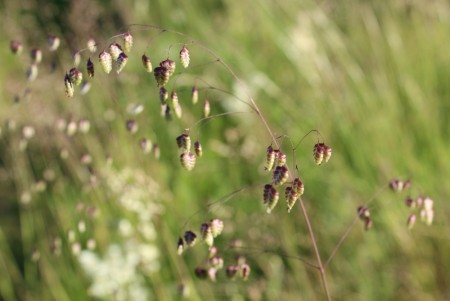Hjertegrass (Briza minor)