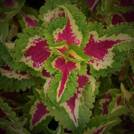 Praktspragle 'Wizard Rose' (coleus sc.)