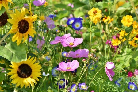 Slik etablerer du blomstereng!