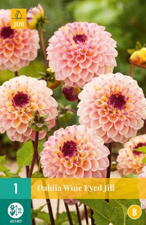 Knollgeorgine 'Wine Eyed Jill' (Dahlia) - 1 stk knoll