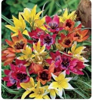 Tulipan Botaniske