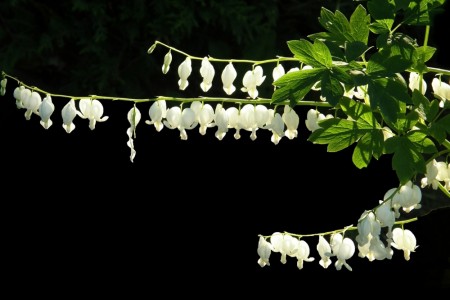 Løytnantshjerte 'Alba ' (Dicentra Spectabilis) 1 stk plante i potte
