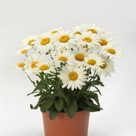 Prestekrage 'White Lion' (leuchanthemum vulgare)