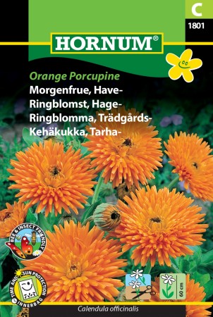 Ringblomst, Hage- 'Orange Porcupine' (Calendula officinalis)