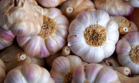 Hvitløk 'Germidour' 250g - løk av proffkvalitet - leveres fra uke 40