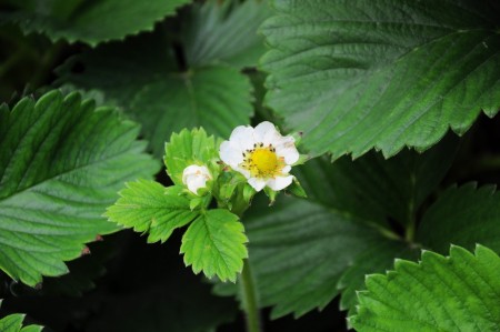 Jordbær 'Zephyr' (Fragaria a.) 10 stk (Leveres fra uke 18)