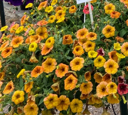 Hengepetunia 'Indian Summer'  (Superpetunia) 1 stk pluggplante