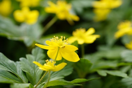 Gulveis ' ' (Anemone Ranunculuides) 1 stk plante i potte