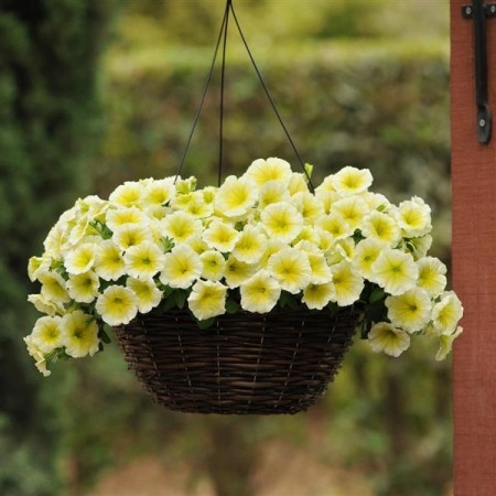Petunia, Henge- 'Easy wave yellow' (Petunia pendula)