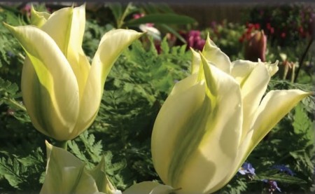 'SPRING GREEN' 7 stk tulipanløk av proffkvalitet