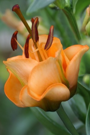 Lilje 'Apricot Fudge' (Lilium Asiatic) 1 stk barrot/løk