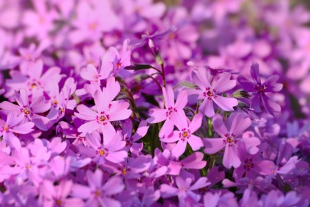 Vårfloks 'Fabulous Rose' (Phlox S) 1 stk plante i potte