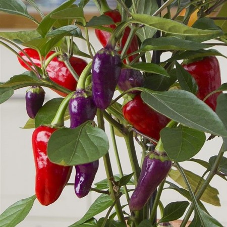 Kompakt Chili 'Cosmo' (Capsicum annuum)