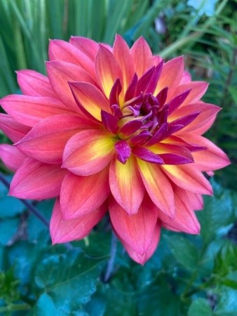 Georgine 'Firepot ' (Dahlia ) 1 stk barrot/løk