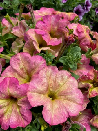 Petunia, Hage-, 'Debonair Rose Dusty' (Petunia x hybrida)