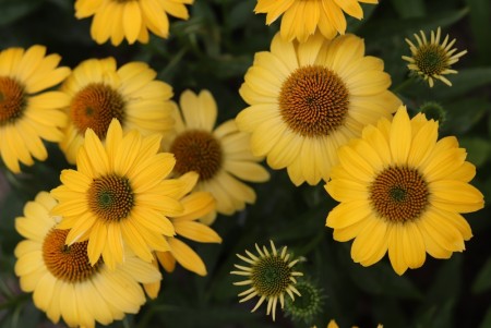 Purpursolhatt 'Mellow Yellows' (Echinacea P.) 1 stk plante i potte
