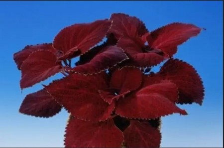Praktspragle 'Giant Exhibition F1 Magma' (coleus)