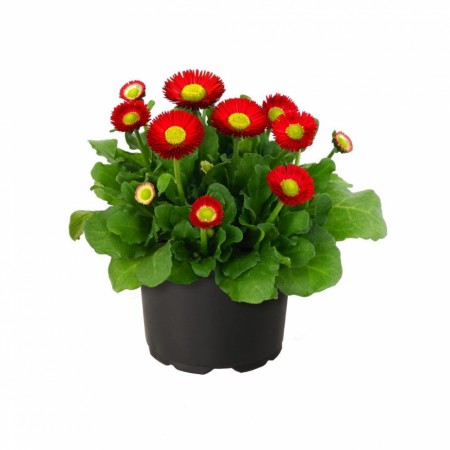 Tusenfryd 'Belladaisy Red' (Bellis perennis)