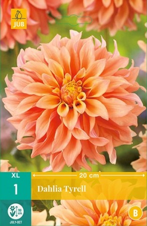 Knollgeorgine 'Tyrell' (Dahlia) - 1 stk knoll