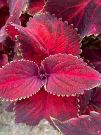 Praktspragle 'Superfine Rainbow Volcano' (coleus)