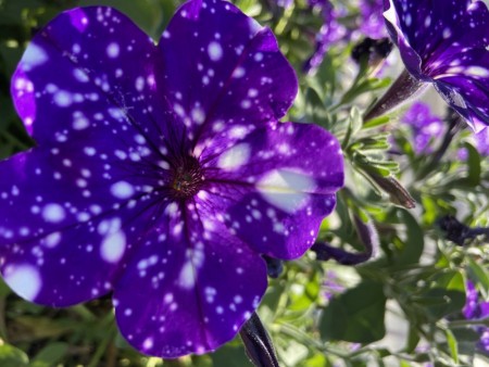 Hengepetunia 'Night Sky'  (Superpetunia) 1 stk pluggplante