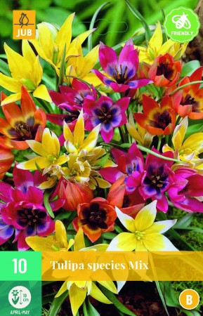 10 stk Species Mix Botaniske Tulipaner