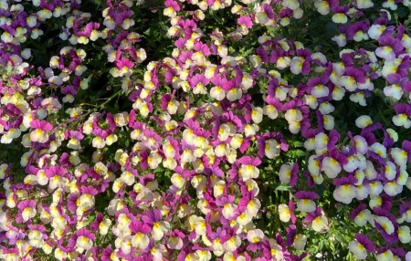 Nemesia 'Vanilla Berry'  (Nemesia        Fairy Kisses  med duft) 1 stk pluggplante