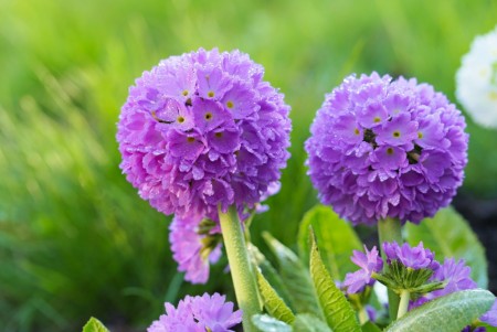 Kulenøkleblom 'Cashmeriana ' (Primula Dent.) 1 stk plante i potte