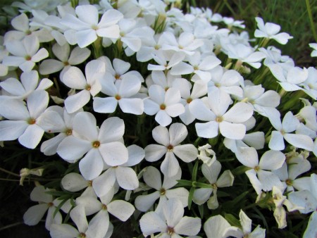 Vårfloks 'Fabulous White' (Phlox S) 1 stk plante i potte