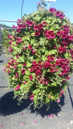 Lofos 'Compact Pink'    1 stk pluggplante