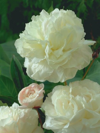 Peon 'White double' (Paeonia lact.) - 1 stk barrotsplante