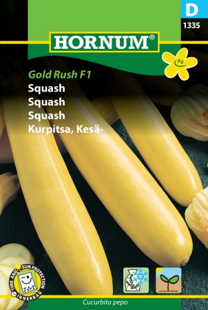 Squash 'Gold Rush F1' (Cucurbita pepo)