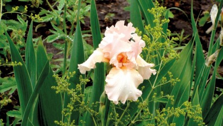 Iris 'Beverly Sills ' (Iris Germanica) 1 stk barrot/løk
