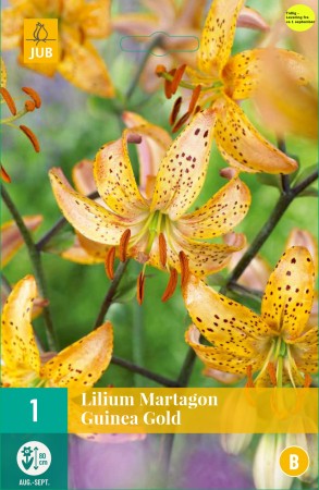 2 stk Martagonlilje 'Guinea gold'