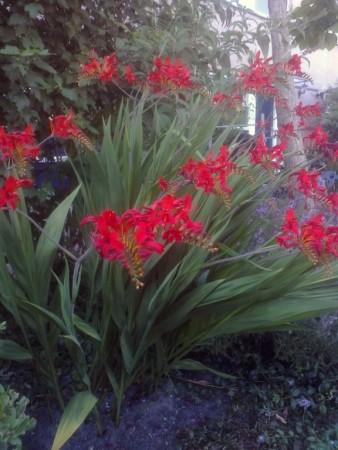 Værhane 'Lucifer ' (Crocosmia ) 3 stk barrot/løk
