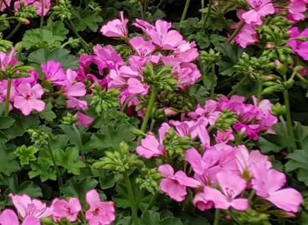 Pelargonia 'Pink'  (Marcada) 1 stk pluggplante