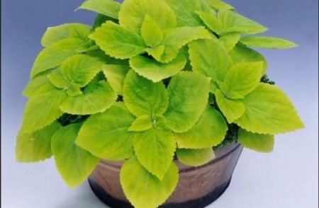 Praktspragle 'Giant Exhibition F1 Limelight' (coleus)