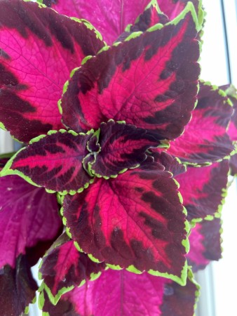 Praktspragle (Coleus) 'Chocolate covered Cherry'