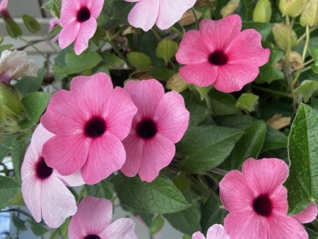 Susanne med det sorte øye 'Rose Sensation' 1 stk pluggplante