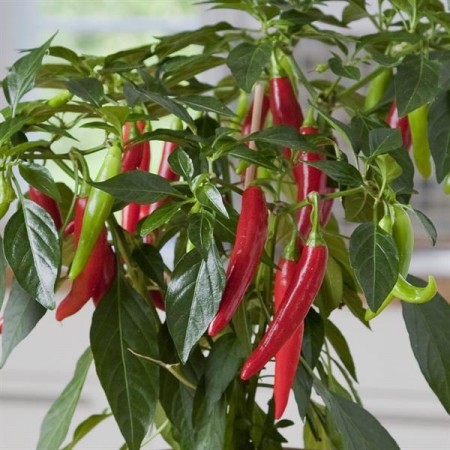 Kompakt Chili 'Hot Joker' (Capsicum annuum)