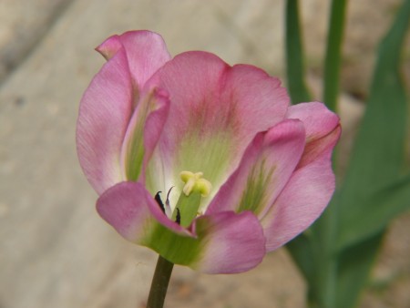 Tulipan 'Groenland'   7 stk. store proffløk str. 12/+ (lev. uke 40)