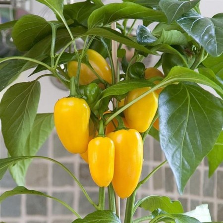 Kompakt Paprika 'Fresh Bites Yellow' (Capsicum annuum)