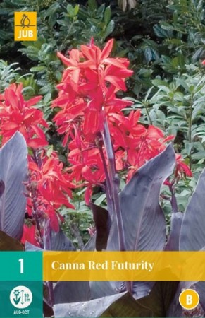 Canna 'Red Futurity' - 1 stk knoll