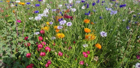 Blomstereng Fargefryd RB