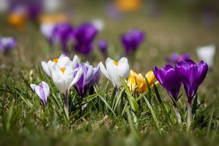 10 stk 'STORBLOMSTRA KROKUS MIX' løk av proffkvalitet