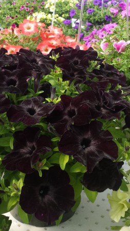 Hengepetunia 'Black Ray'  (Superpetunia) 1 stk pluggplante