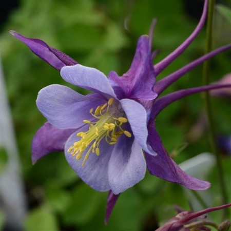 Akeleie F1 'Purple Blue' (Aquilegia)