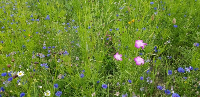 Første år.  Andre året får sterkere blomstring!