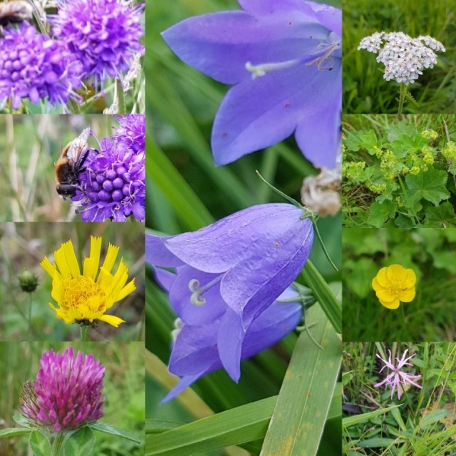 denne blomsterengen består av velkjente ville arter som blomstrer på ulike tider gjennom sommeren.