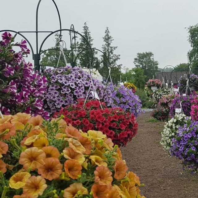 Superpetunia får etterhvert en kraftig og hengende vekst.